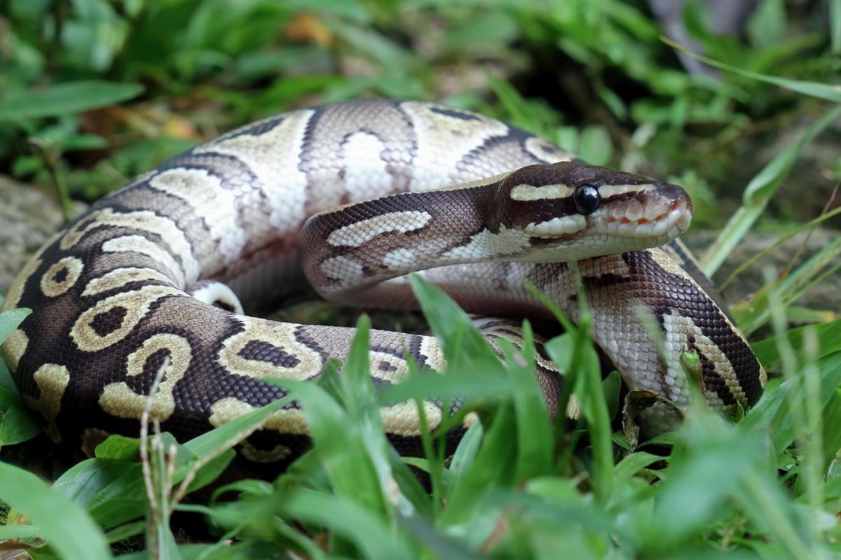 Tips for Staying Clear of Snakes in the Summer