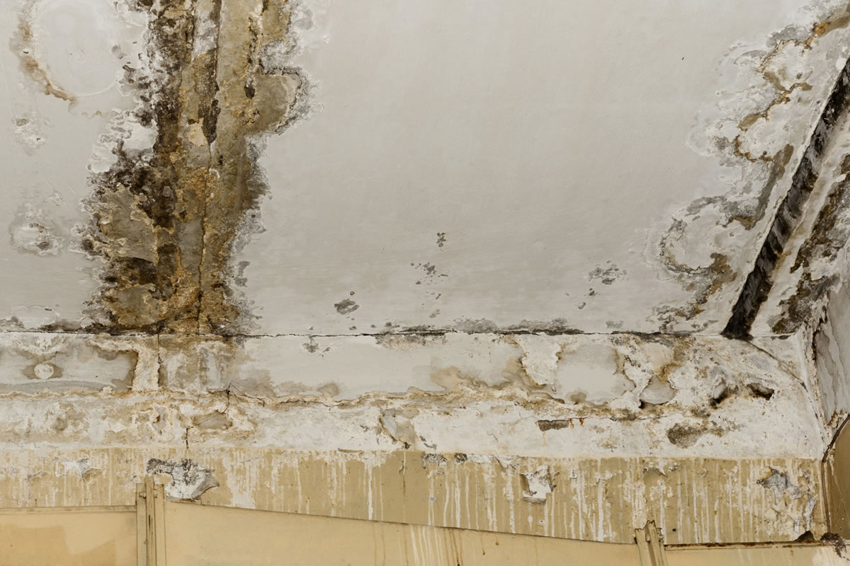 How to Prevent Mold from Growing in Your Home