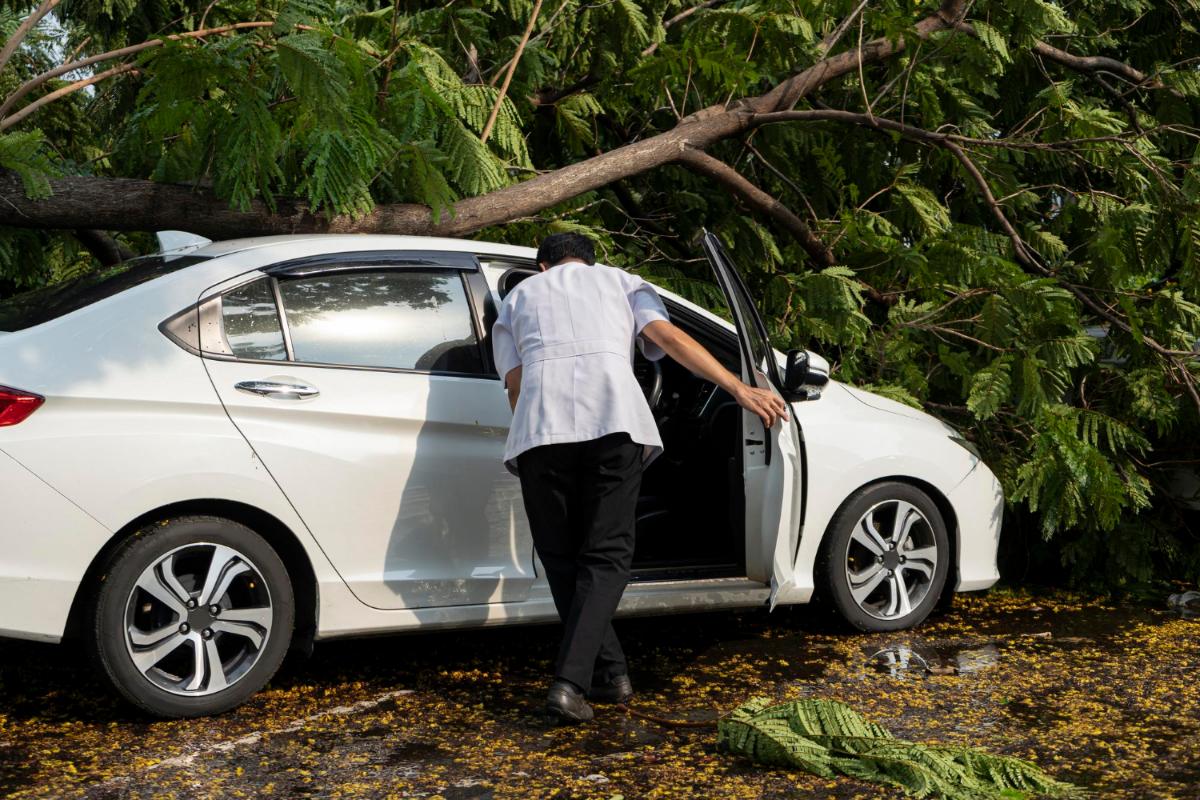 Four Dangers of Overgrown or Tall Trees during Hurricane Season