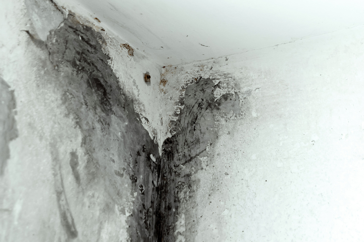 How to File an Insurance Claim for a Mold Infestation