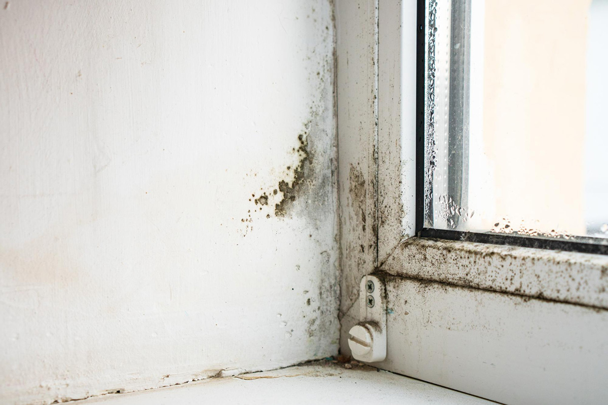 Is Mold Damage Covered By Homeowners Insurance?